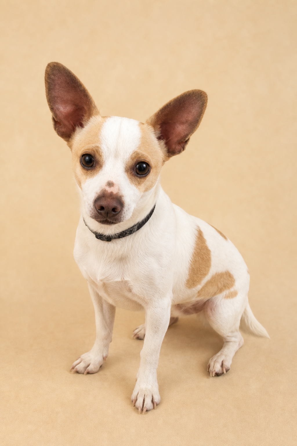 Frankie, a small black and tan terrier, standing proudly