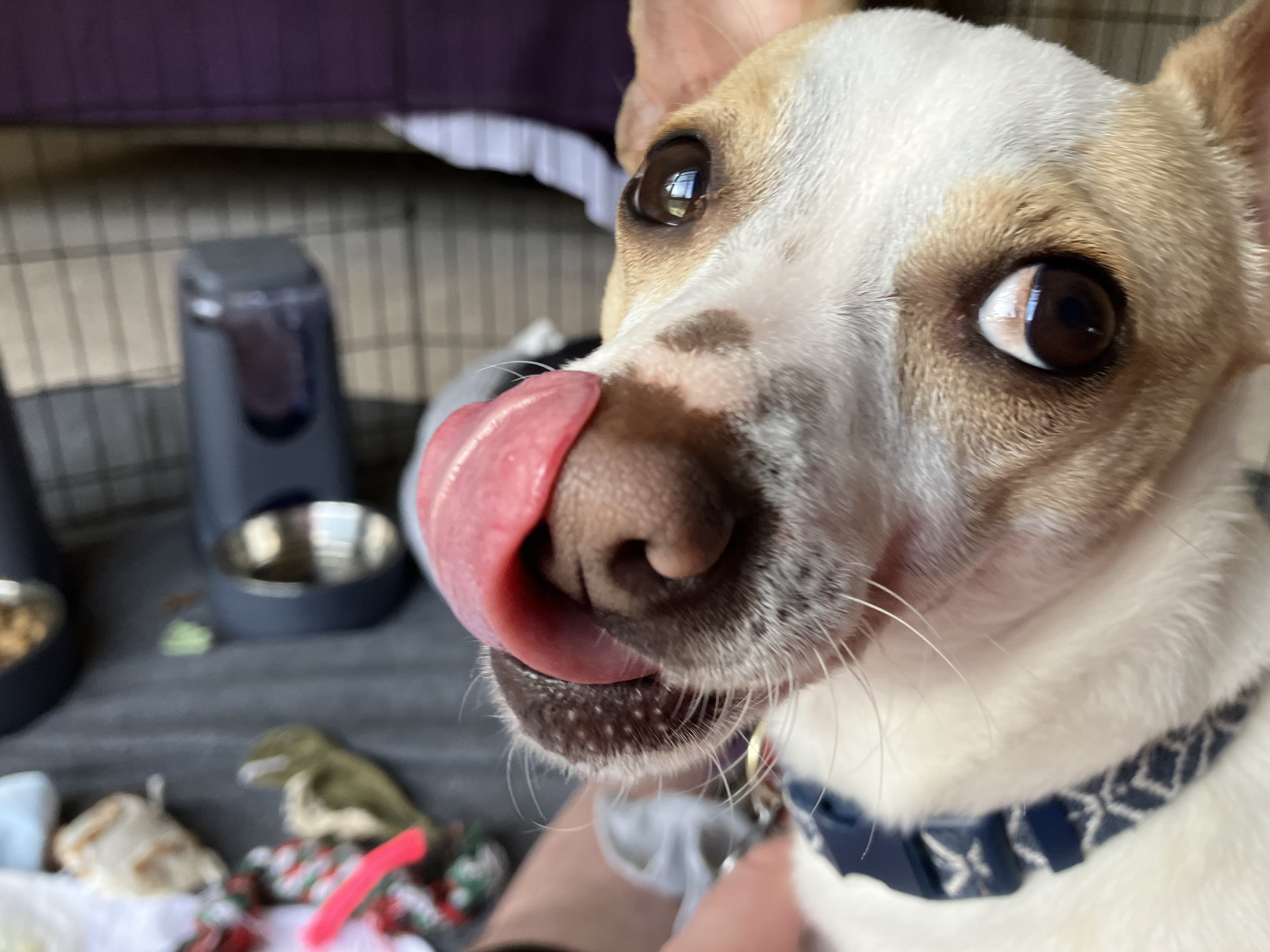 A close portrait of Frankie looking alert
