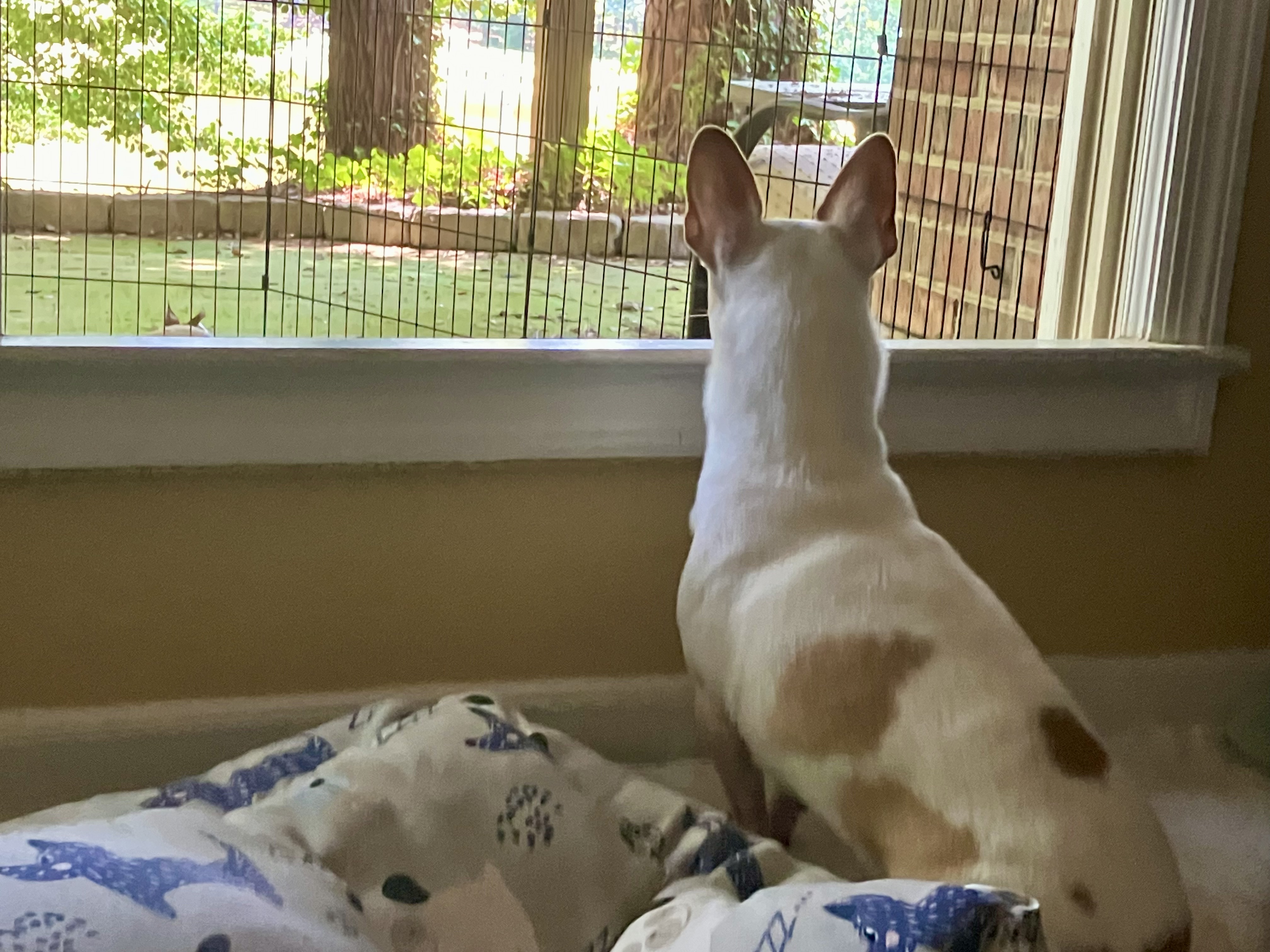 Frankie relaxing beside a window