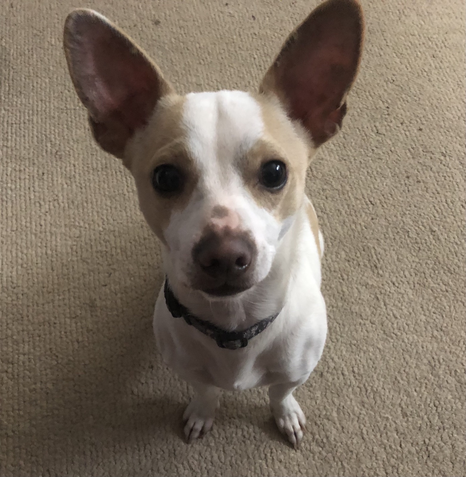 Frankie sitting attentively and looking into the camera