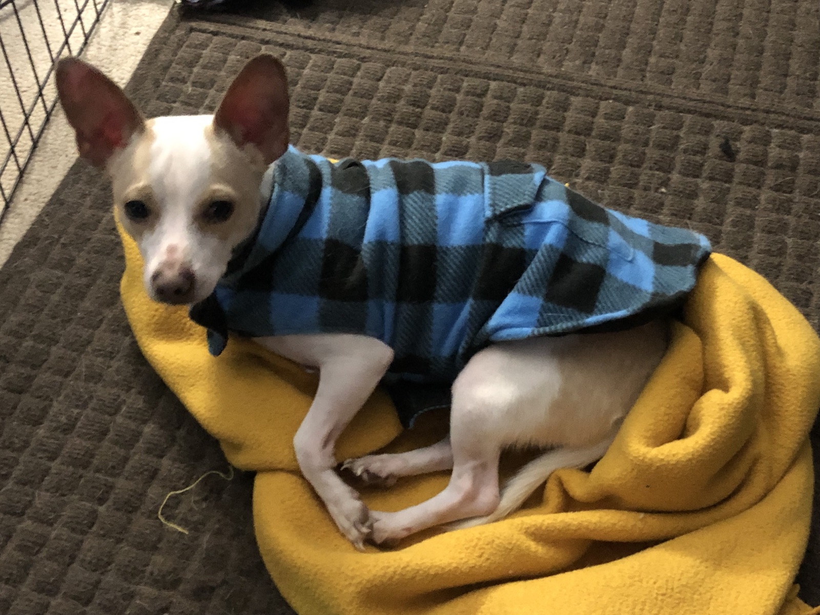 Frankie resting on a yellow blanket in a blue sweater